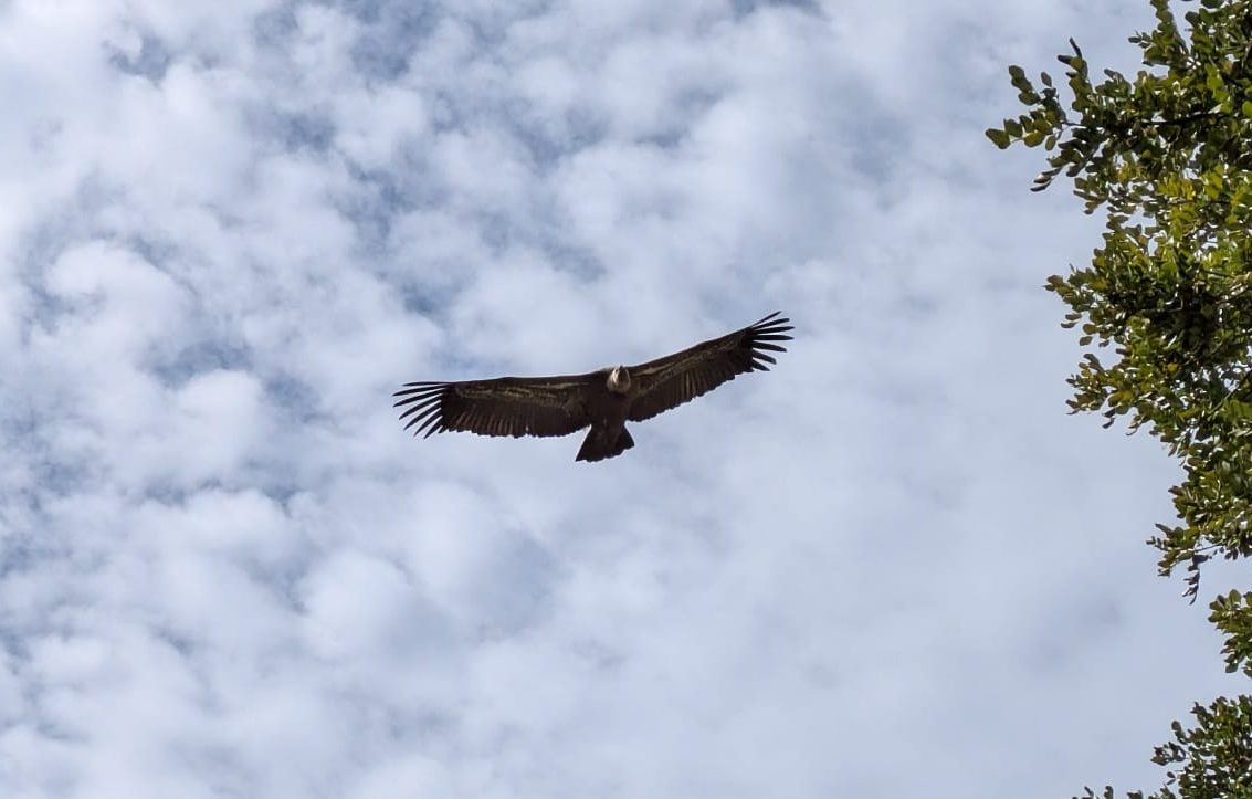 Grote roofvogel zweeft tegen bewolkte lucht